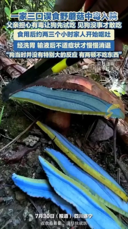 一位老人为了测试蘑菇是否有毒，竟然连续两天用狗进行试验。当全家人食用了这些蘑菇后，他们也遭受了中毒的折磨。最终，他们不得不通过洗胃这一方法来解毒。-同恩资源分享网