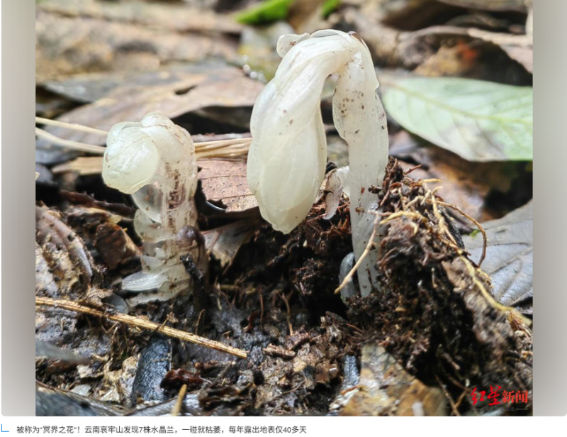 哀牢山脉新发现7株神秘植物，被誉为“冥界之花”-同恩资源分享网
