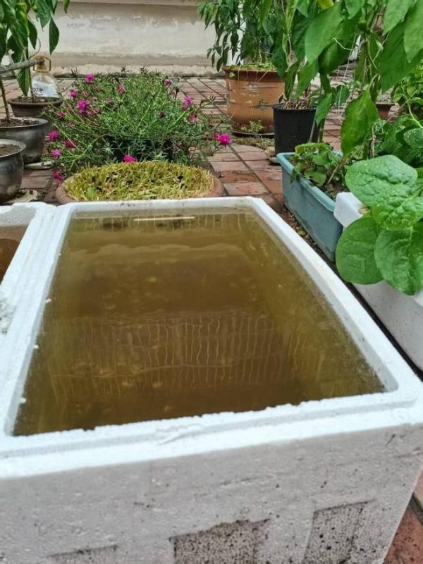 图片[2]-二楼平台上，一场阵雨不期而至，竟在泡沫箱内发现了一种罕见的古代生物——“仙女虾”。据专家解读，这些虾的卵可能是随同鸟粪一同抵达的。-创优资源分享网