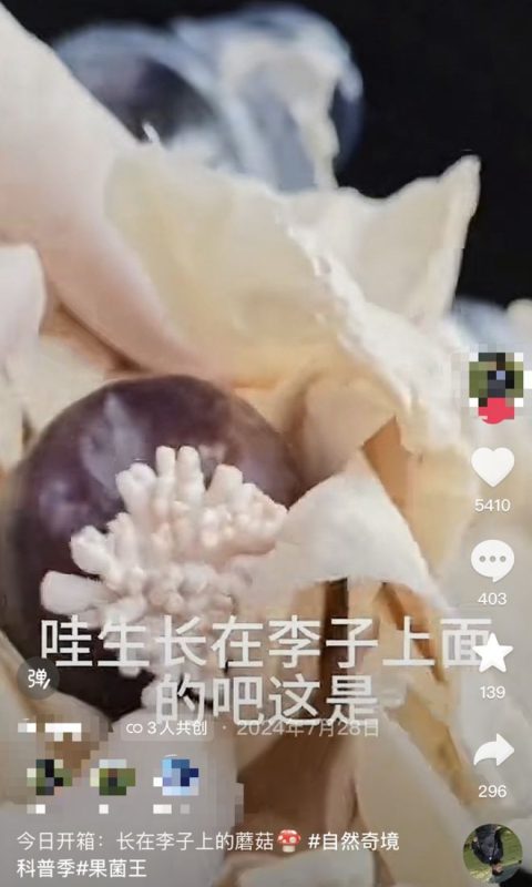 图片[5]-二楼平台上，一场阵雨不期而至，竟在泡沫箱内发现了一种罕见的古代生物——“仙女虾”。据专家解读，这些虾的卵可能是随同鸟粪一同抵达的。-创优资源分享网