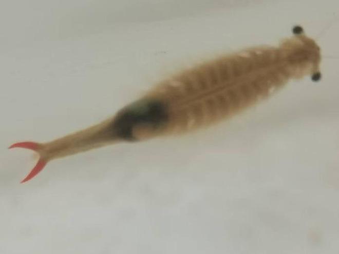 二楼平台上，一场阵雨不期而至，竟在泡沫箱内发现了一种罕见的古代生物——“仙女虾”。据专家解读，这些虾的卵可能是随同鸟粪一同抵达的。-创优资源分享网