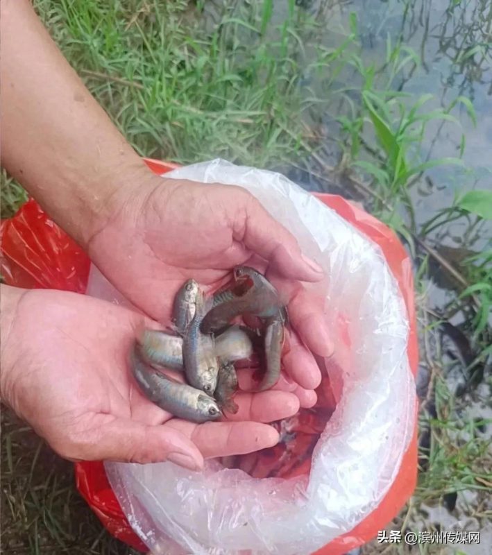 在广东佛山市禅城区，为了有效预防蚊虫滋生，防控基孔肯雅热疫情，当地政府部门在公园水域投放了数千条名为“灭蚊鱼”的鱼类-同恩资源分享网