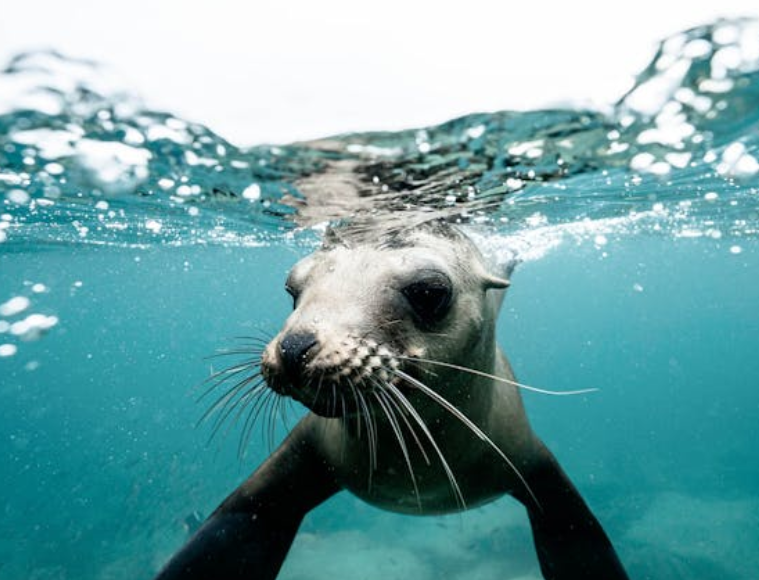 图片[3]-一场8.7级的大地震突然爆发，海豹集体跃海的惊险画面，-创优资源分享网