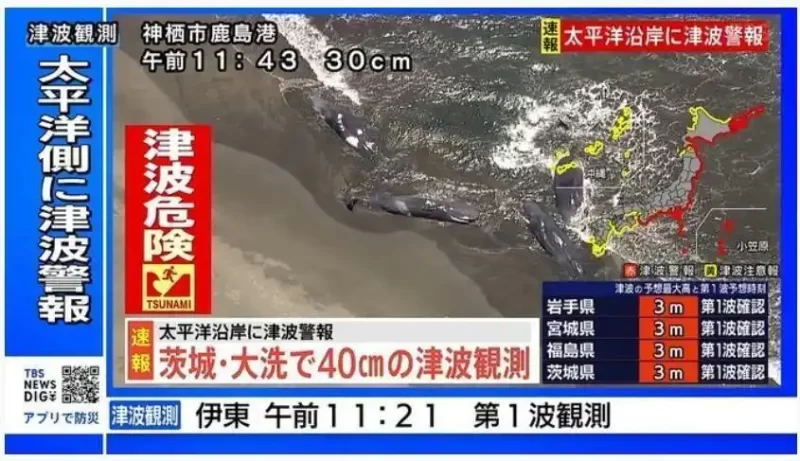 令人瞩目的景象：在日本的千叶县，四头鲸鱼意外搁浅，此事件可能与地震及海啸有关联。-同恩资源分享网