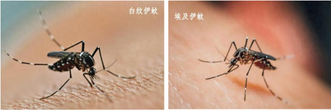 佛山累计报告基孔肯雅热确诊病例达1873例，病例均为轻症-芝麻资源分享网