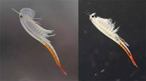 图片[3]-二楼平台上，一场阵雨不期而至，竟在泡沫箱内发现了一种罕见的古代生物——“仙女虾”。据专家解读，这些虾的卵可能是随同鸟粪一同抵达的。-创优资源分享网