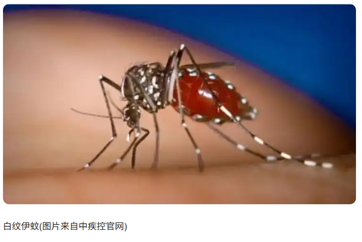 图片[2]-如何有效预防基孔肯雅热？-创优资源分享网