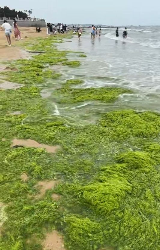 图片[2]-**山东日照沿海遭遇浒苔爆发，游客反馈异味困扰，当地政府积极行动开展清理工作，同时专家对事件的影响及应对策略进行深入分析。**-创优资源分享网