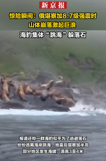 图片[2]-一场8.7级的大地震突然爆发，海豹集体跃海的惊险画面，-创优资源分享网