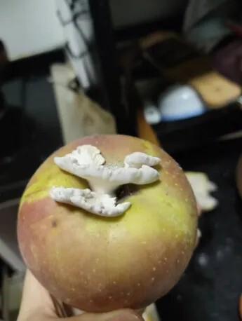 图片[4]-二楼平台上，一场阵雨不期而至，竟在泡沫箱内发现了一种罕见的古代生物——“仙女虾”。据专家解读，这些虾的卵可能是随同鸟粪一同抵达的。-创优资源分享网