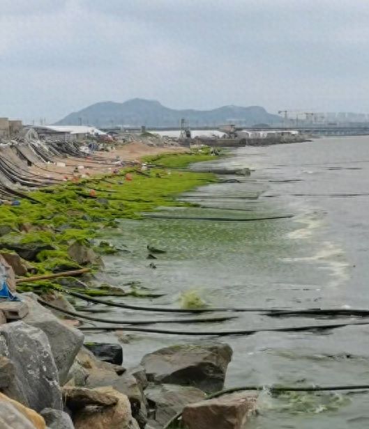 图片[4]-**山东日照沿海遭遇浒苔爆发，游客反馈异味困扰，当地政府积极行动开展清理工作，同时专家对事件的影响及应对策略进行深入分析。**-创优资源分享网