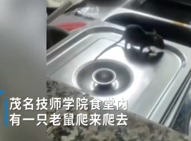 广东某地的一所学校食堂正面临老鼠成灾的困境，老鼠甚至爬上菜盆舔食汤汁。-创优资源分享网