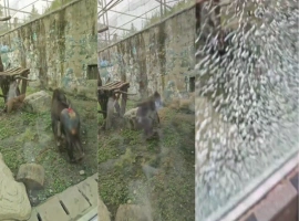在成都动物园，一只山魈表现出异常行为，它用石头猛烈撞击馆舍玻璃，导致玻璃破碎。-创优资源分享网