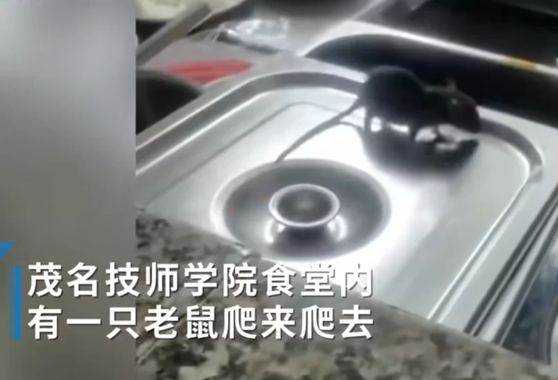 广东某地的一所学校食堂正面临老鼠成灾的困境，老鼠甚至爬上菜盆舔食汤汁。-同恩资源分享网