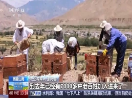 西藏庆祝六十周年纪念日，其迷人的景色闪耀着光芒。他在雅江峡谷的深处寻觅着花朵的美丽身影，将甜蜜的蜜糖转化为高原独有的浪漫气息。-创优资源分享网