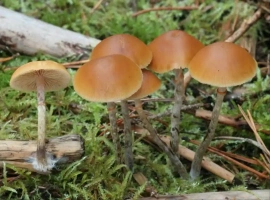 八名中国游客于瑞典采摘蘑菇时不幸发生中毒事件。-创优资源分享网