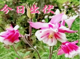 中国气象局最新发布消息称：“三伏天”已告一段落，但全国多地仍旧遭受高温天气的困扰。-创优资源分享网