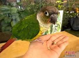 鸟门”在年轻人中迅速走红，宠物鸟成为新一代的“心头好”。-创优资源分享网