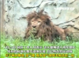 在贵阳的一家动物园内，有一只狮子其外观酷似流浪汉，引发了公众的关注。动物园方面表示，该狮子的身体状况一切正常。-创优资源分享网