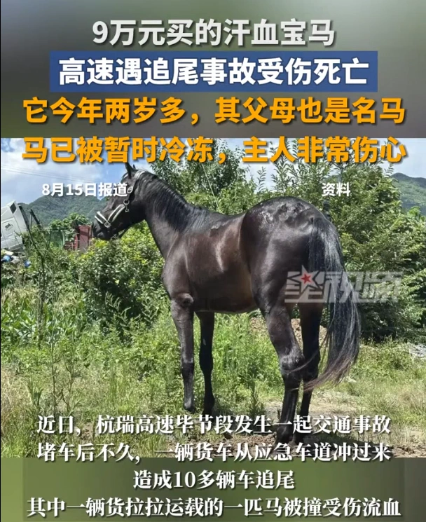 图片[2]-一辆价值9万元的汗血宝马在高速公路上不幸发生事故死亡-创优资源分享网