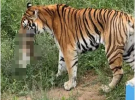 一只猫咪误入动物园老虎园，被园内老虎袭击不幸身亡-创优资源分享网