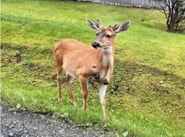 继“僵尸松鼠”和“触手兔”现象之后，近期美国多地再次出现了“变异鹿”的情况。-创优资源分享网