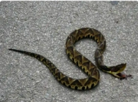 在杭州，一名男子意外遭遇了五步蛇，他试图捕捉这条蛇进行玩耍，结果不幸被蛇喷出的毒液击中，导致面部受伤。-创优资源分享网