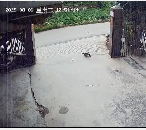 三十余载饲养的鳄龟遭路人司机带走，主人紧急呼吁：“请勿伤害它”，警方已介入调查。-同恩资源分享网