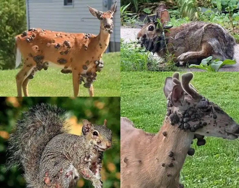 图片[2]-继“僵尸松鼠”和“触手兔”现象之后，近期美国多地再次出现了“变异鹿”的情况。-创优资源分享网