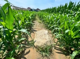 全国最矮的山峰高度仅为0.6米？当地官方回应确认：该山峰已被列为县级文物保护单位。-创优资源分享网