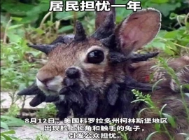 美国某社区遭遇“变异怪兔”入侵  异形特征：头部长出怪异黑角与触手-创优资源分享网