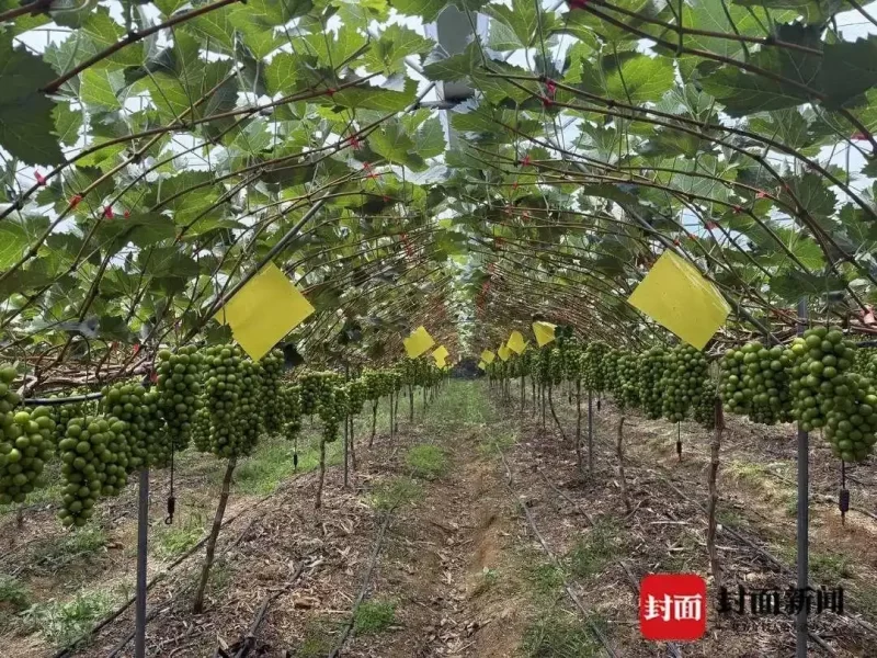 图片[2]-阳光玫瑰跌到9.9元消费者都嫌贵，差评满天飞商家哭笑不得-创优资源分享网