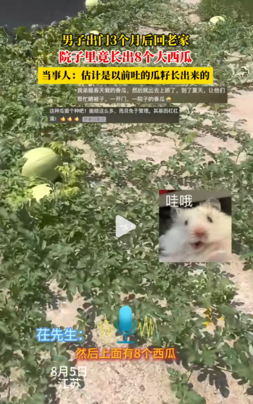 三个月未见，男子返乡目睹庭院奇观：八颗大西瓜横空出世-同恩资源分享网