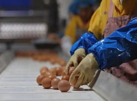 “鸡蛋在储存前无需清洗”乃误解之说法。-创优资源分享网