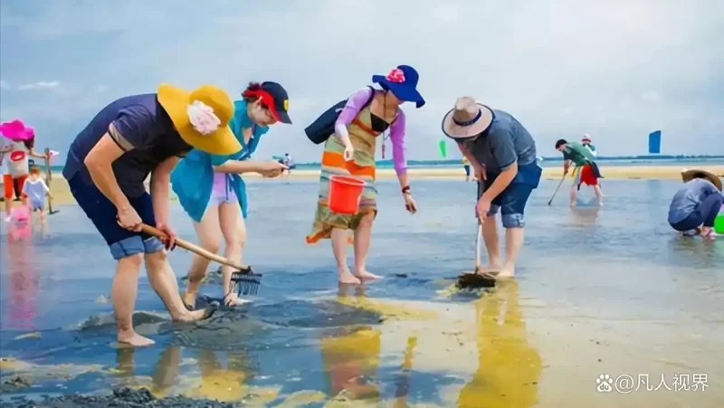 近日，位于日照的一处赶海园涉嫌投放人工饲养的蛤蜊。-创优资源分享网