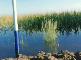 水位攀升至玉米顶部，内蒙古某县居民面临洪水困境，现已向外界寻求帮助。-创优资源分享网